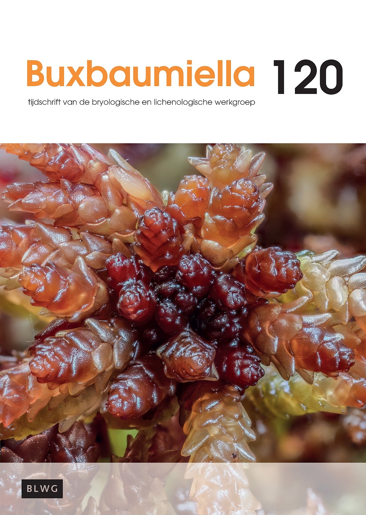 Buxbaumiella (los nummer)