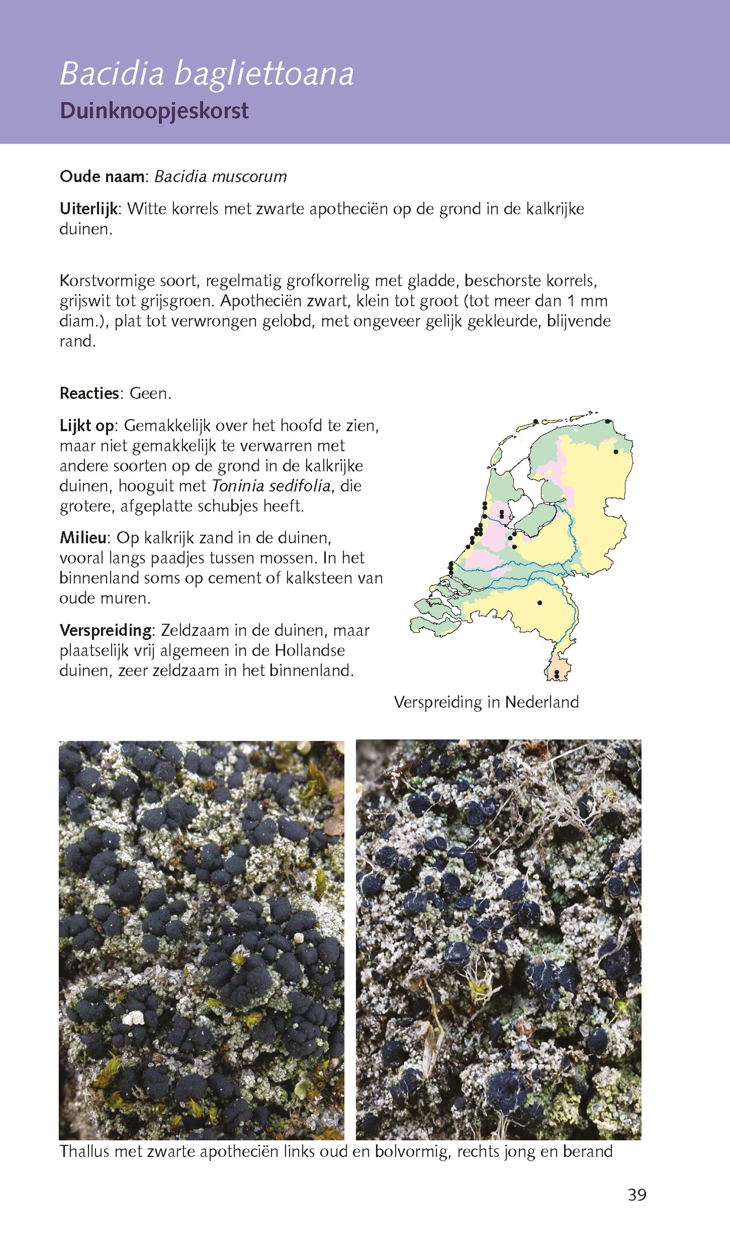 Veldgids Korstmossen van duin, heide en stuifzand (2023)