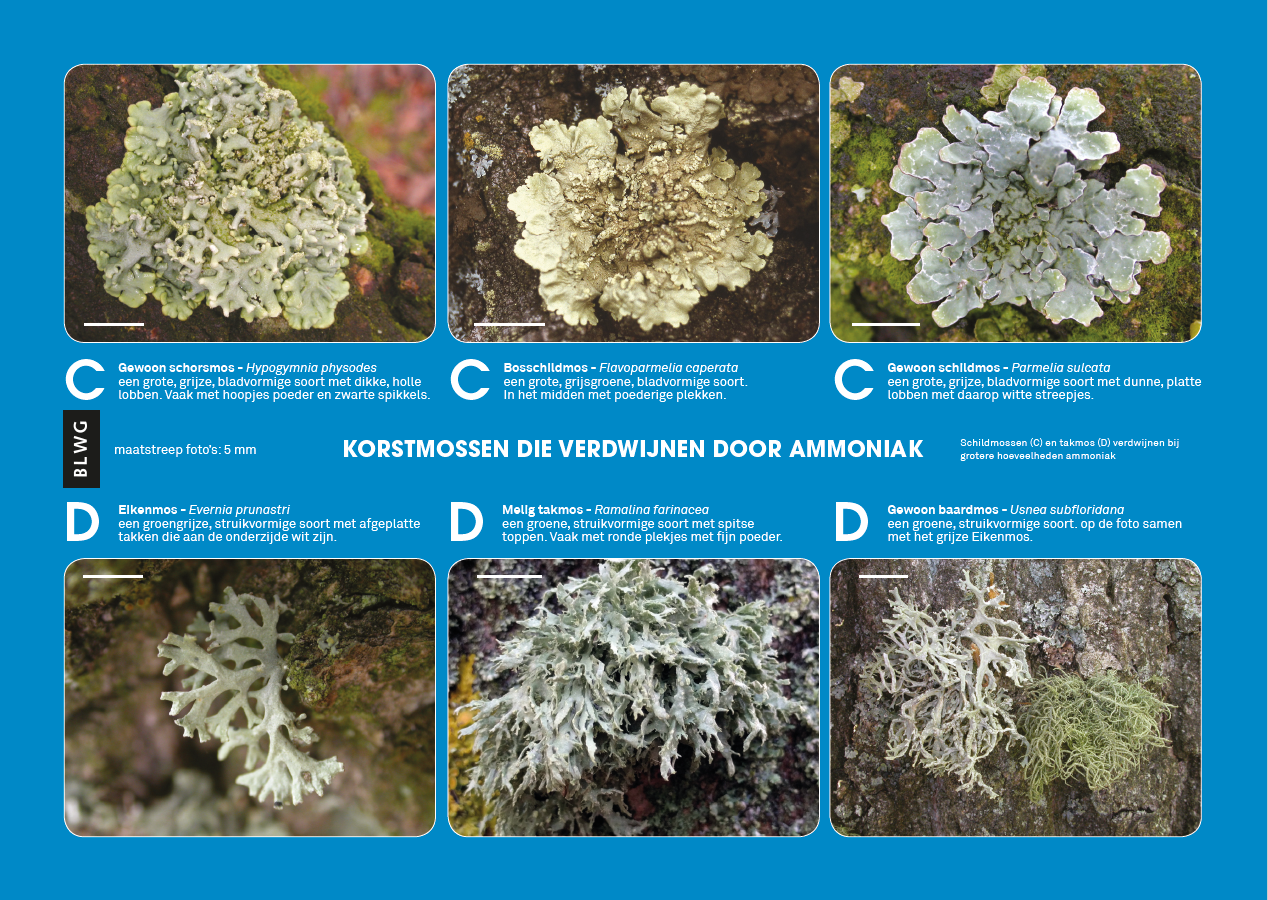 Zoekkaart korstmossen en ammoniak (10 stuks)