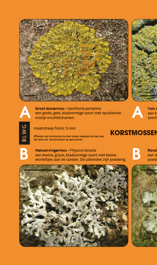 Zoekkaart korstmossen en ammoniak (10 stuks)