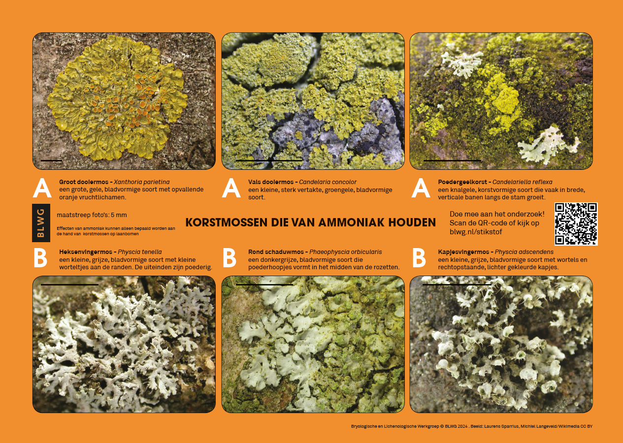 Zoekkaart korstmossen en ammoniak (10 stuks)