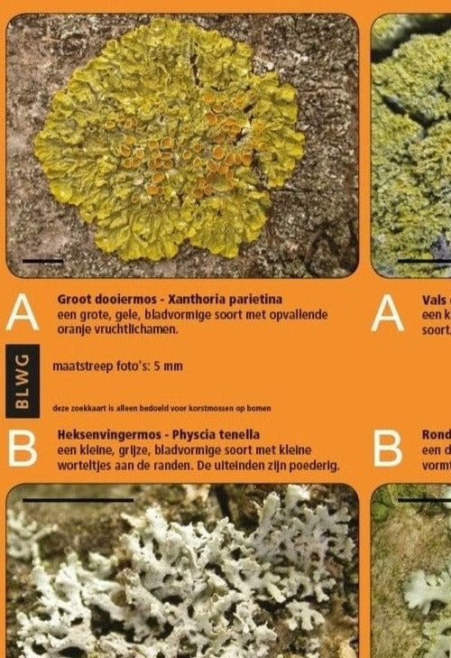 Zoekkaart korstmossen en ammoniak (10 stuks)
