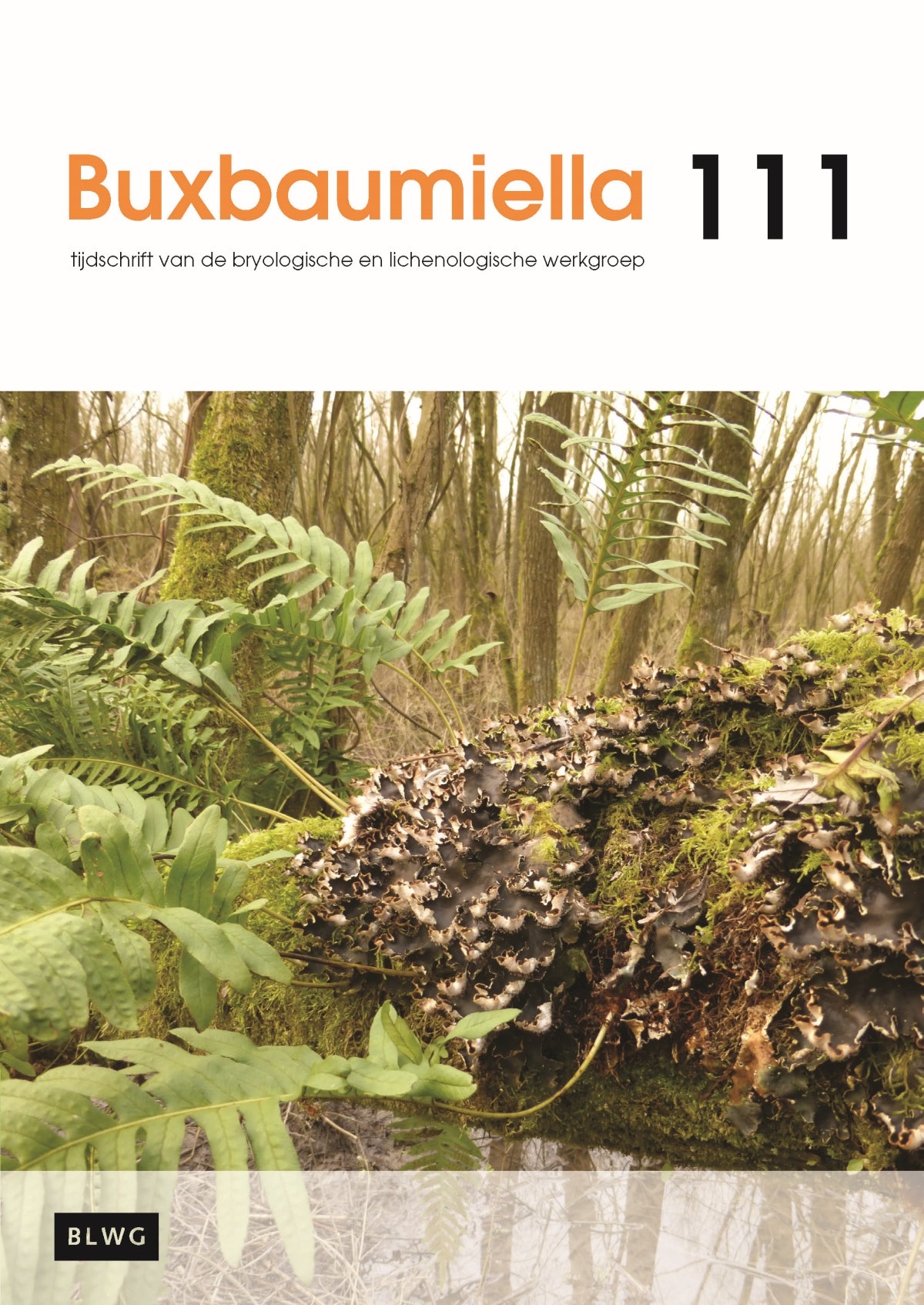 Buxbaumiella (los nummer)